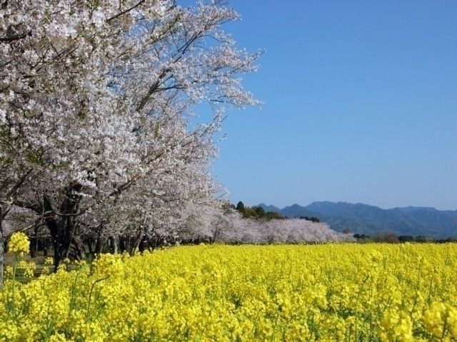 西都原の桜