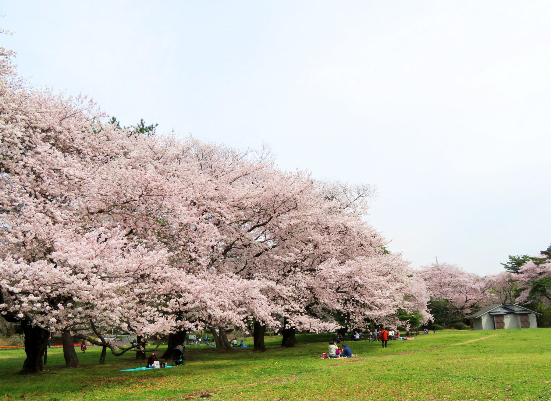 野川公園の桜 花見特集