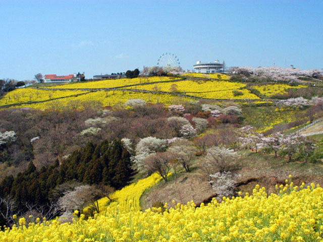 マザー牧場の桜 花見特集21