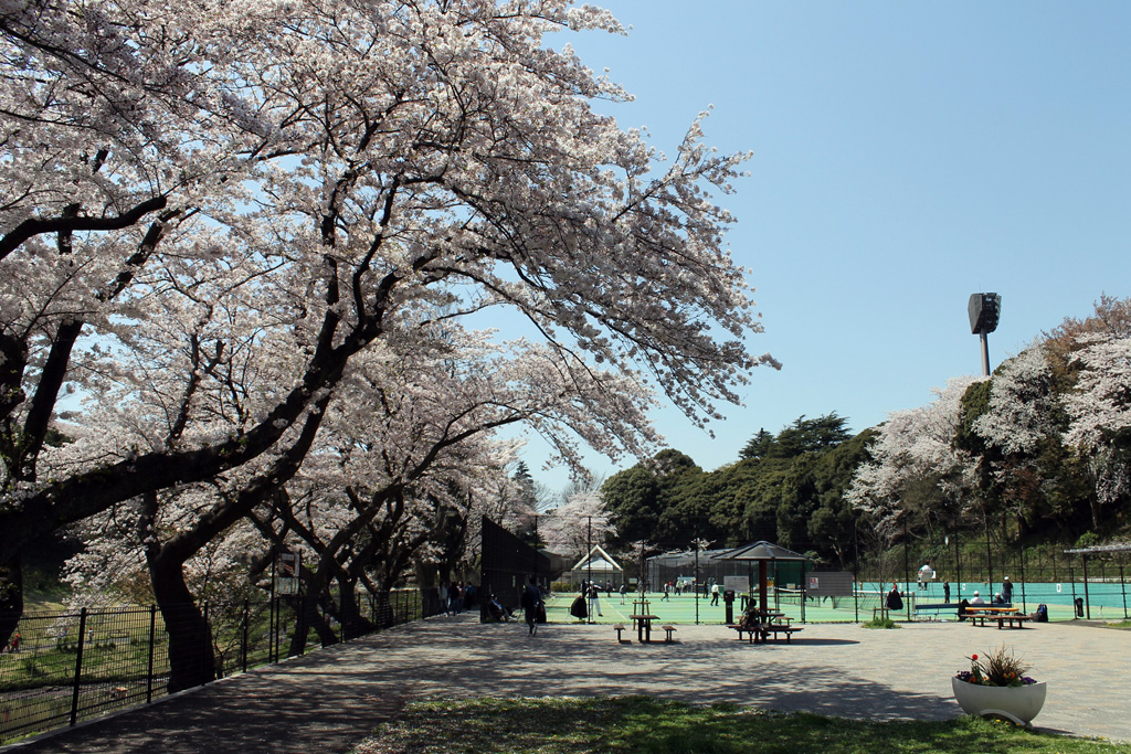 県立保土ケ谷公園の桜