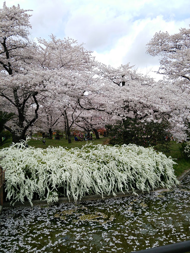 京都府立植物園の桜 花見特集22