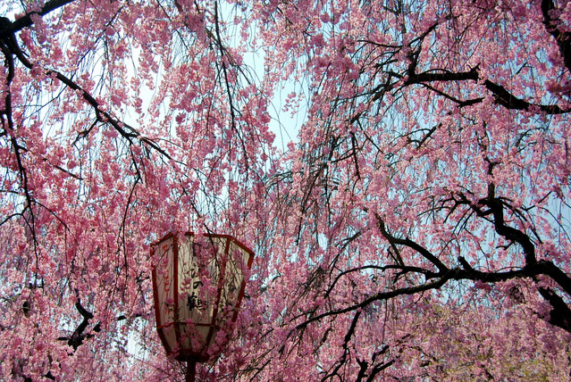原谷 苑 桜