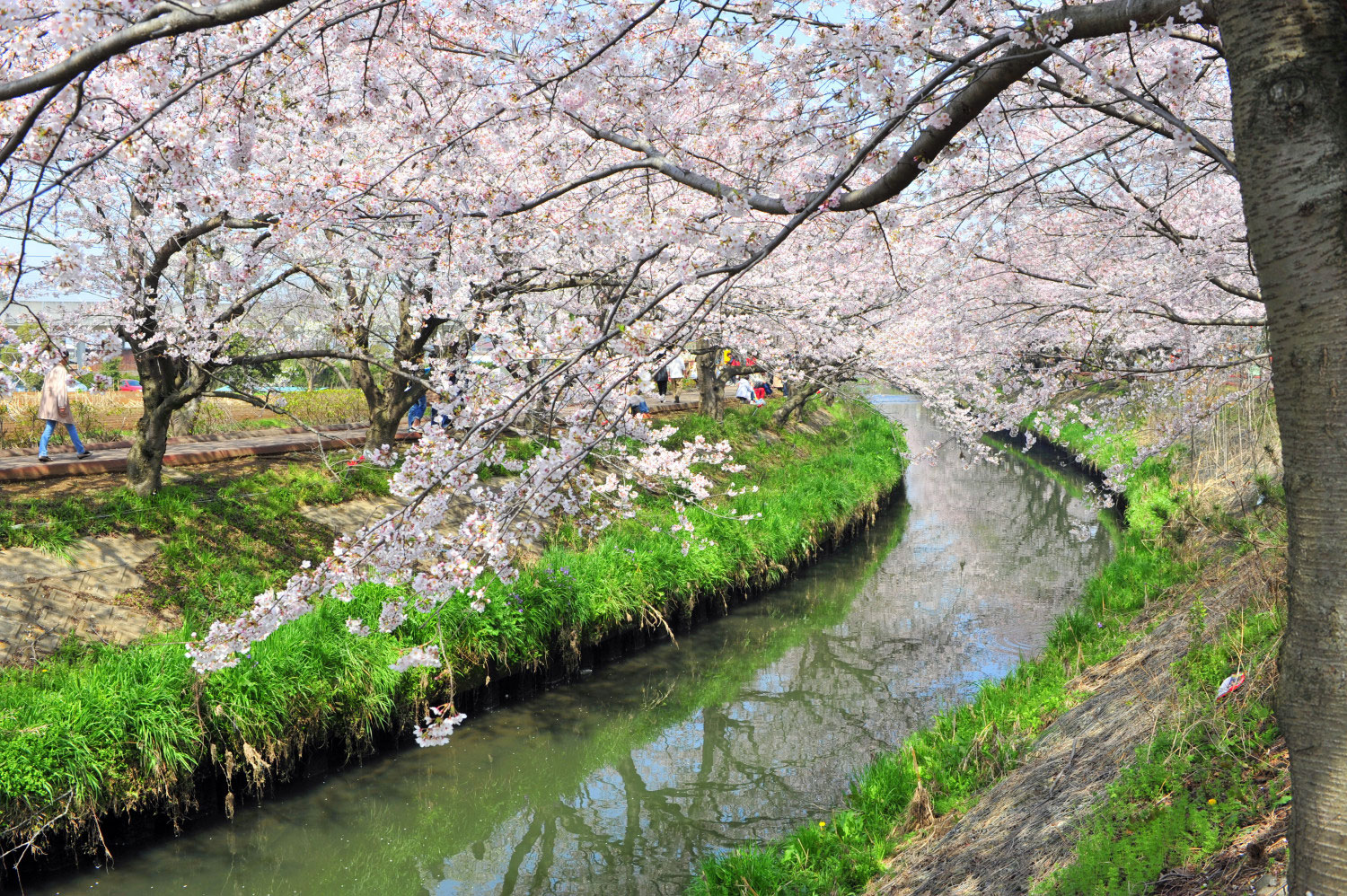 海老川ジョギングロードの桜