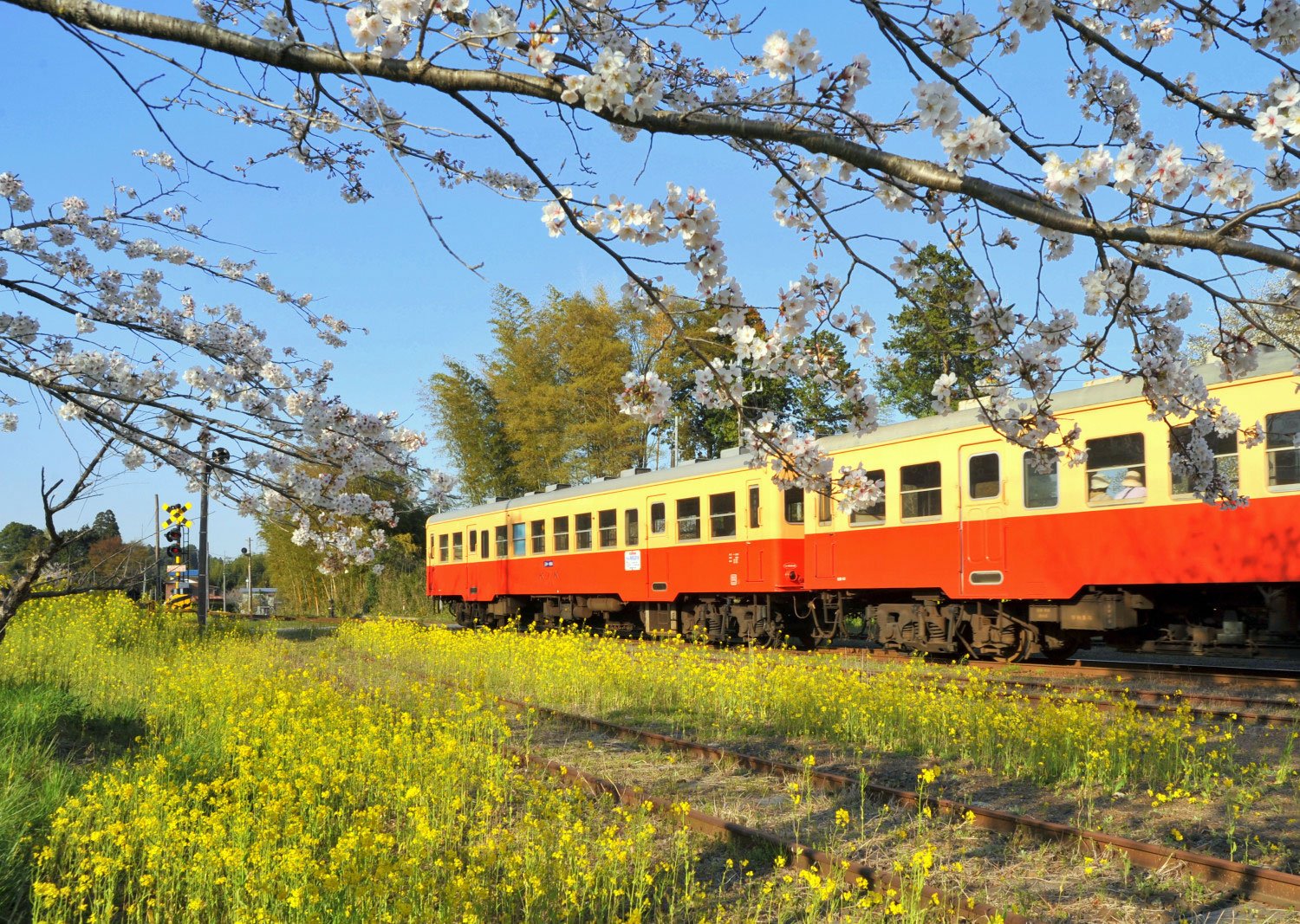 鉄道 小湊 絶景！菜の花畑と桜が楽しめる、ぶらり小湊鉄道の旅