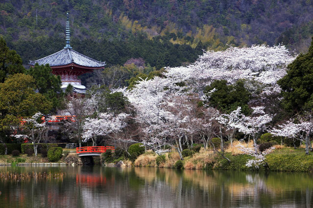 旧嵯峨御所大本山大覚寺の桜 花見特集2020