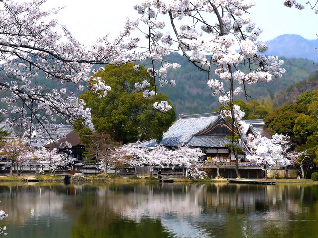 旧嵯峨御所大本山大覚寺の桜｜花見特集2021