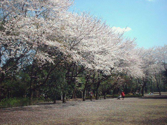 城山公園 神奈川 の桜 花見特集21