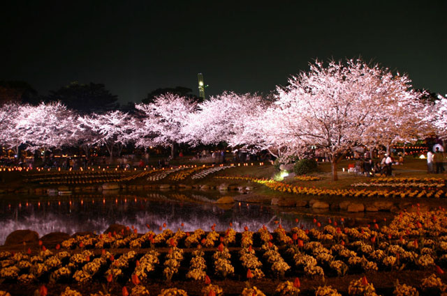 別府公園の桜