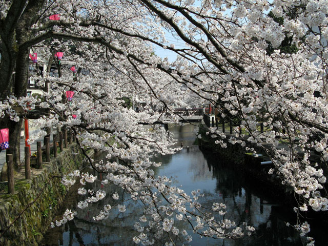 城崎 温泉 桜