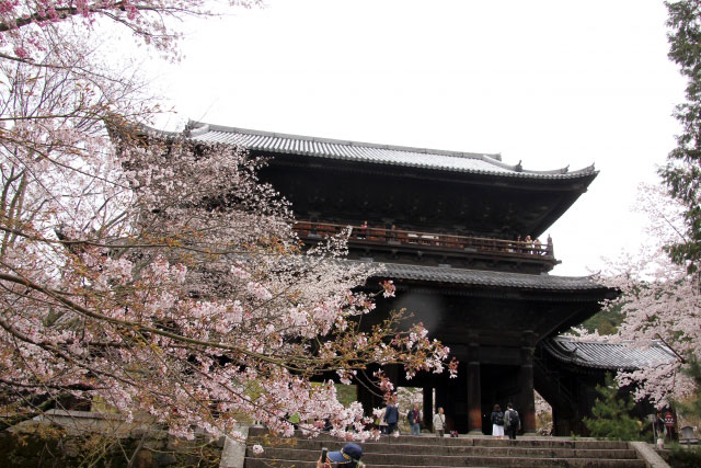 南禅寺の桜 花見特集