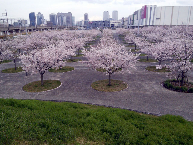 さくら広場（幕張）の桜