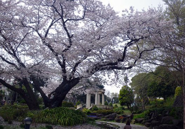 港の見える丘公園の桜｜花見特集2023