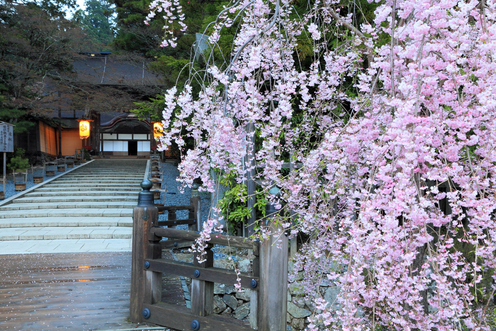 高野山・金剛峯寺の桜