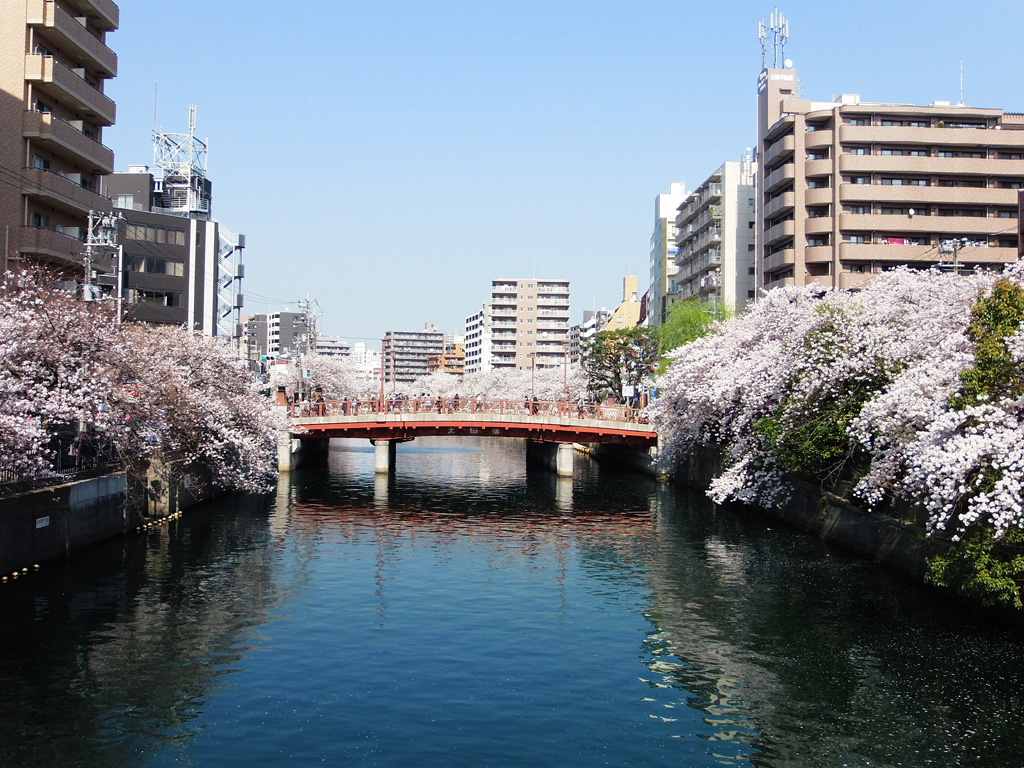 太田橋付近の桜