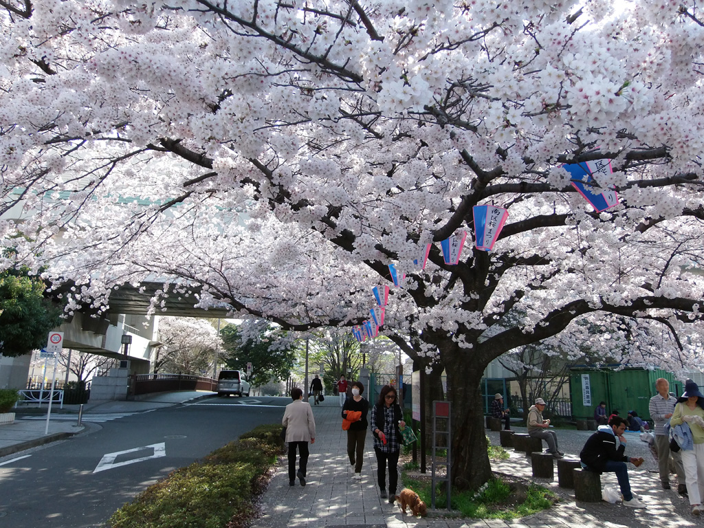 山王橋付近の桜