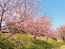 椿坂の河津桜
