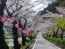 家山の桜トンネル