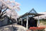 山北鉄道公園（御殿場線沿い）の桜