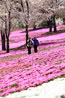 八王子山公園（太田市北部運動公園）の桜