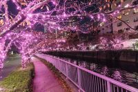 海外からも注目を集める“地域の廃食油から生まれるイルミネーション”『目黒川みんなのイルミネーション2019』今年も開催！