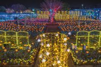 令和最初のイルミネーションアワードにおいて、日本三大イルミネーション認定のあしかがフラワーパーク『Flower Fantasy～光の花の庭2019～』が4年連続でランキング全国第1位を獲得！