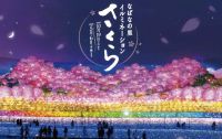 2019年なばなの里に「さくら」テーマエリア新登場！千本桜や壮大な里山の情景を四季折々ダイナミックに表現