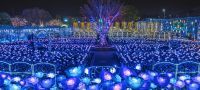 日本三大イルミネーション認定のあしかがフラワーパーク『光の花の庭～Flower Fantasy2020～』が2020年10月17日（土）より開催！
