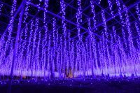 昨年の台風被害や今春の休園を乗り越えて、日本三大イルミネーション認定のあしかがフラワーパーク『Flower Fantasy～光の花の庭2020～』が5年連続でランキング全国第1位を獲得！
