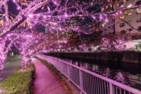 コロナ禍で初の試み！「オンラインイルミ」写真募集開始 『目黒川みんなのイルミネーション2020』 みんなで作る「冬の桜®」12月1日（火）から公開決定！