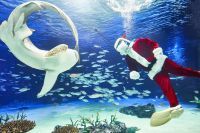 サンシャイン水族館“いきものディスカバリー クリスマスver.”「サンタのダイバー」「カワウソにクリスマスケーキをプレゼント」見ることができたらラッキー