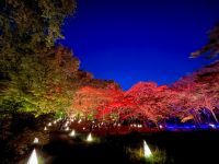 紅葉とイルミネーションの競演！約20種類・約500本の「紅葉見ナイト（もみじみないと）」2022年11月12日（土）～27日（日）開催（国営武蔵丘陵森林公園）
