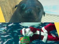 Enjoy！AQUARIUM Happy Holidays