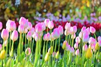 江の島サムエル・コッキング苑 の冬の風物詩「ウィンターチューリップ」が最後の開花