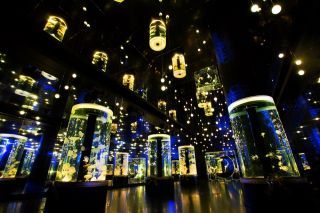 「Jellyfish Ramble ※イメージ」
