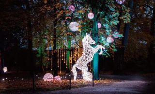 Magical forest イメージ1