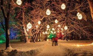 Magical forest イメージ3