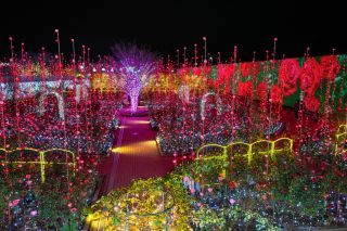 光のバラ園