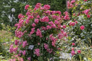 春には綺麗なつるバラが見ごろに
