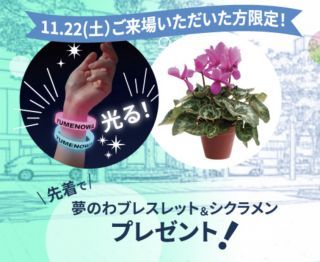 夢のわブレスレット＆シクラメンプレゼント