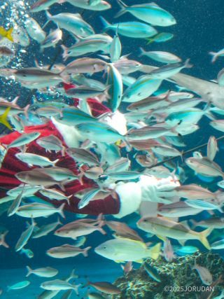 プレゼントに魚が群がって見えな~い