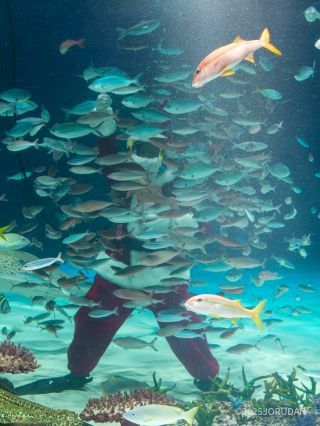 さながら魚のクリスマスツリー