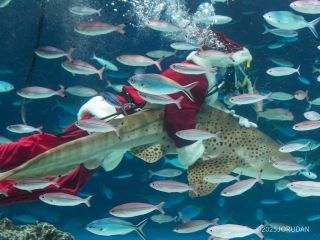 トラフザメとの共演