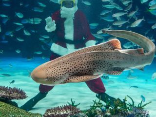 優雅に泳ぐ魚たちを楽しみましょう