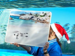 パネルとともにスタッフがケープペンギンについて詳しく解説