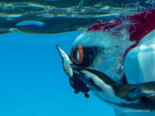 エサへまっしぐら!