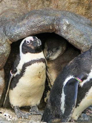 もはや大きさはオトナと変わらないほど