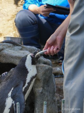 タイミングが合えばもぐもぐタイムもご覧いただけます