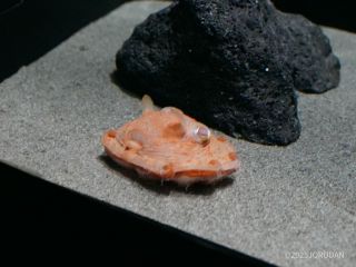 貴重なメンダコ展示