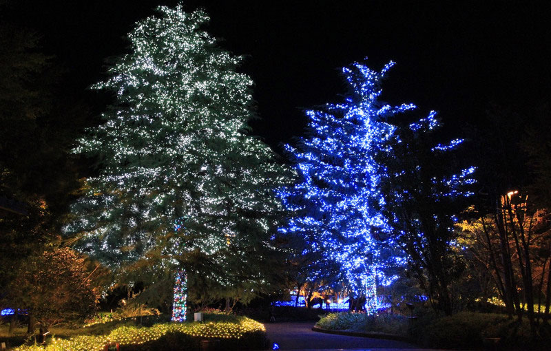 なばなの里 シンボルツリー ツインツリーが日本一のクリスマスツリーに選ばれています イルミネーション特集