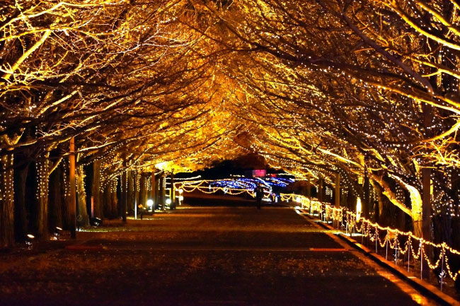 昭和記念公園のイルミネーション18のテーマはナイトピクニック 期間中には冬の花火も実施 イルミネーション特集